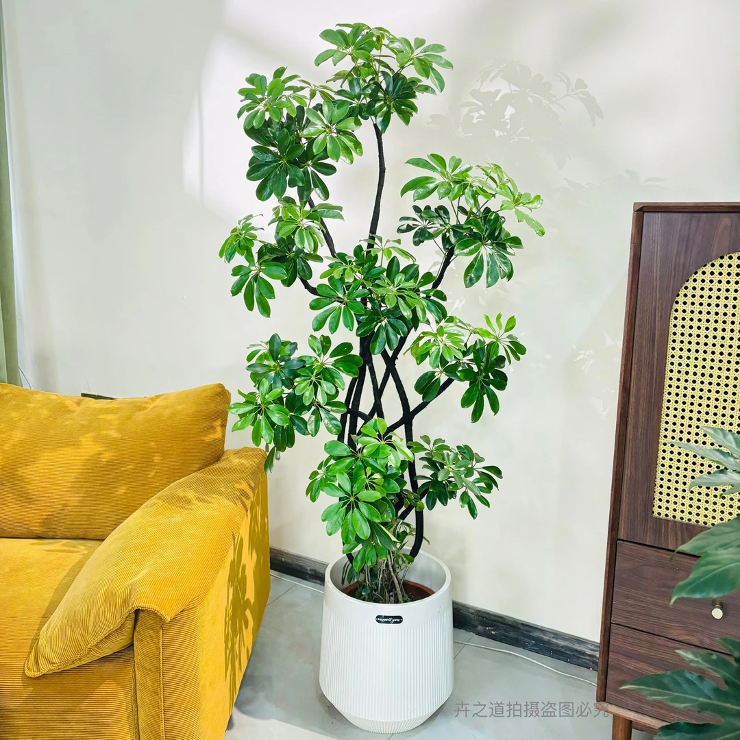 【八方来财】鸭脚木室内盆栽净化空气绿植