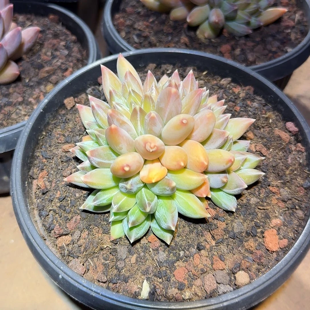 重楼多多缀多肉12公分