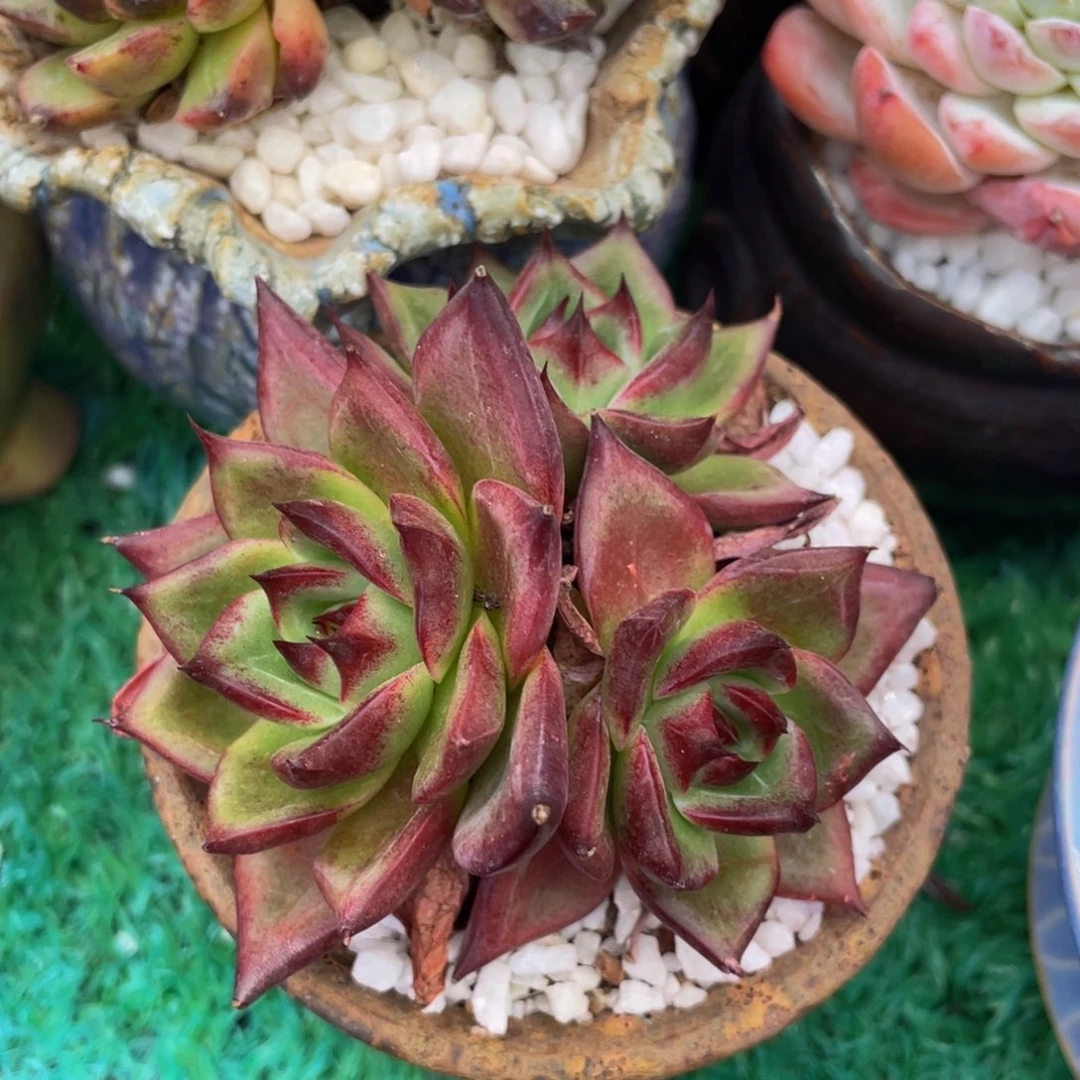 多肉植物盆栽多肉