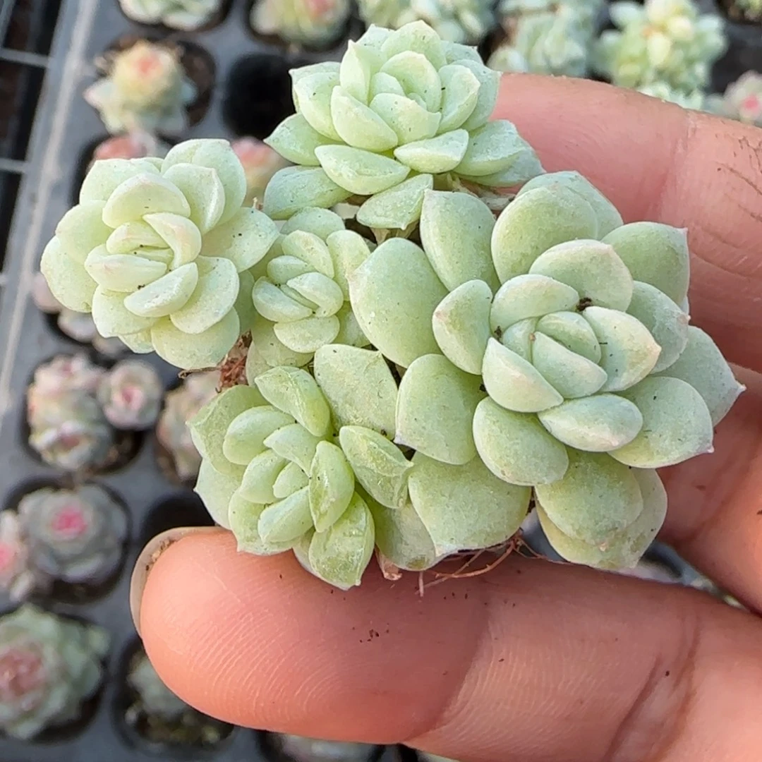 小卡拉米糖心一物一拍