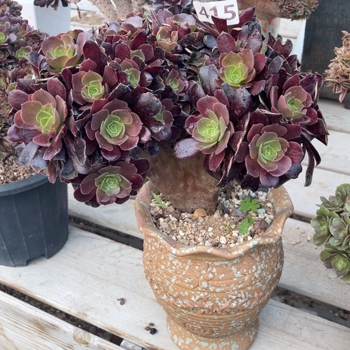 多肉植物提取成分是由一块细纤维细胞和