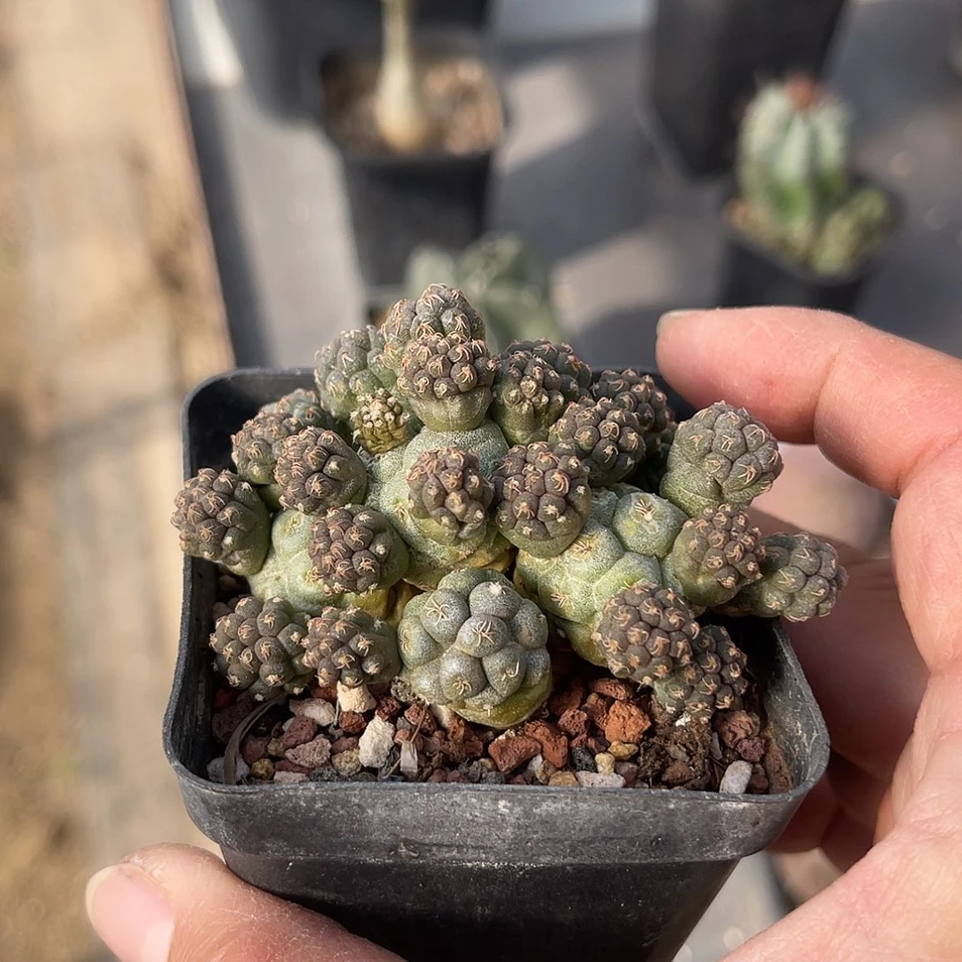 足球团扇一物一拍