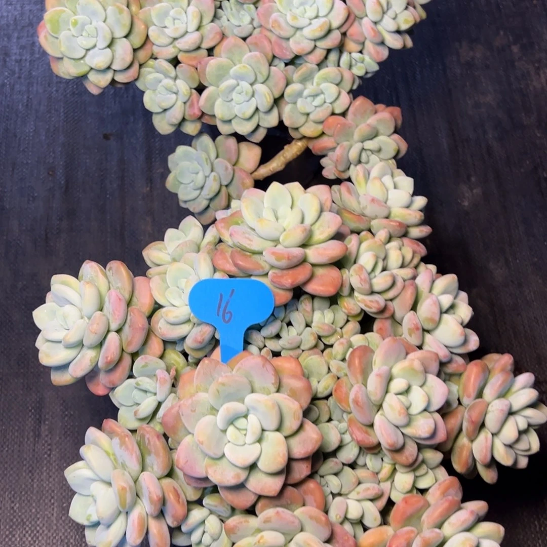 洛神2颗多肉植物58
