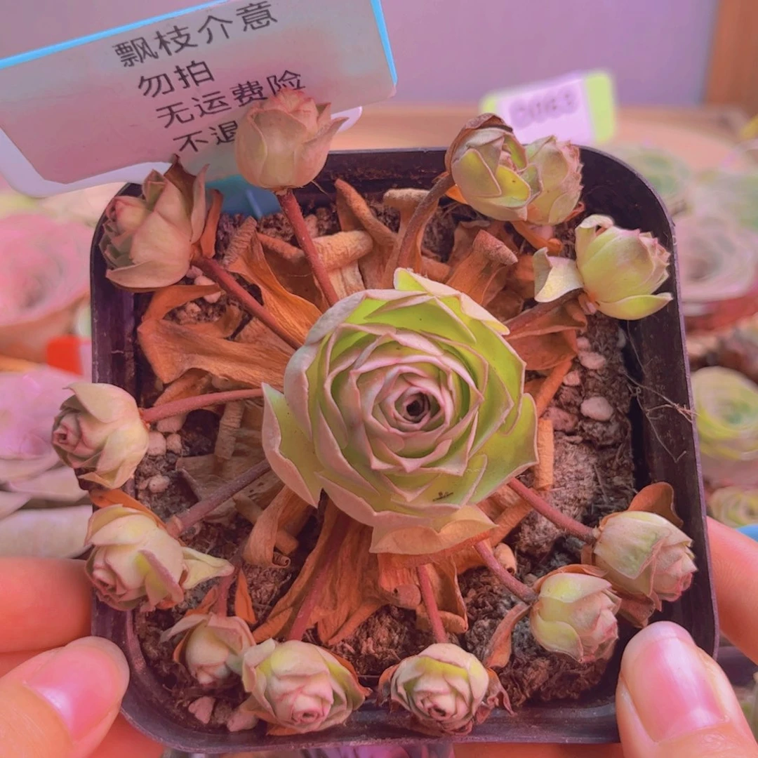 197山地玫瑰绿色