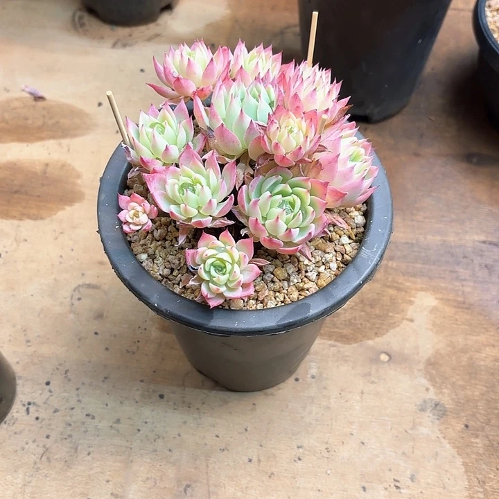 百*果多肉植物，三色景