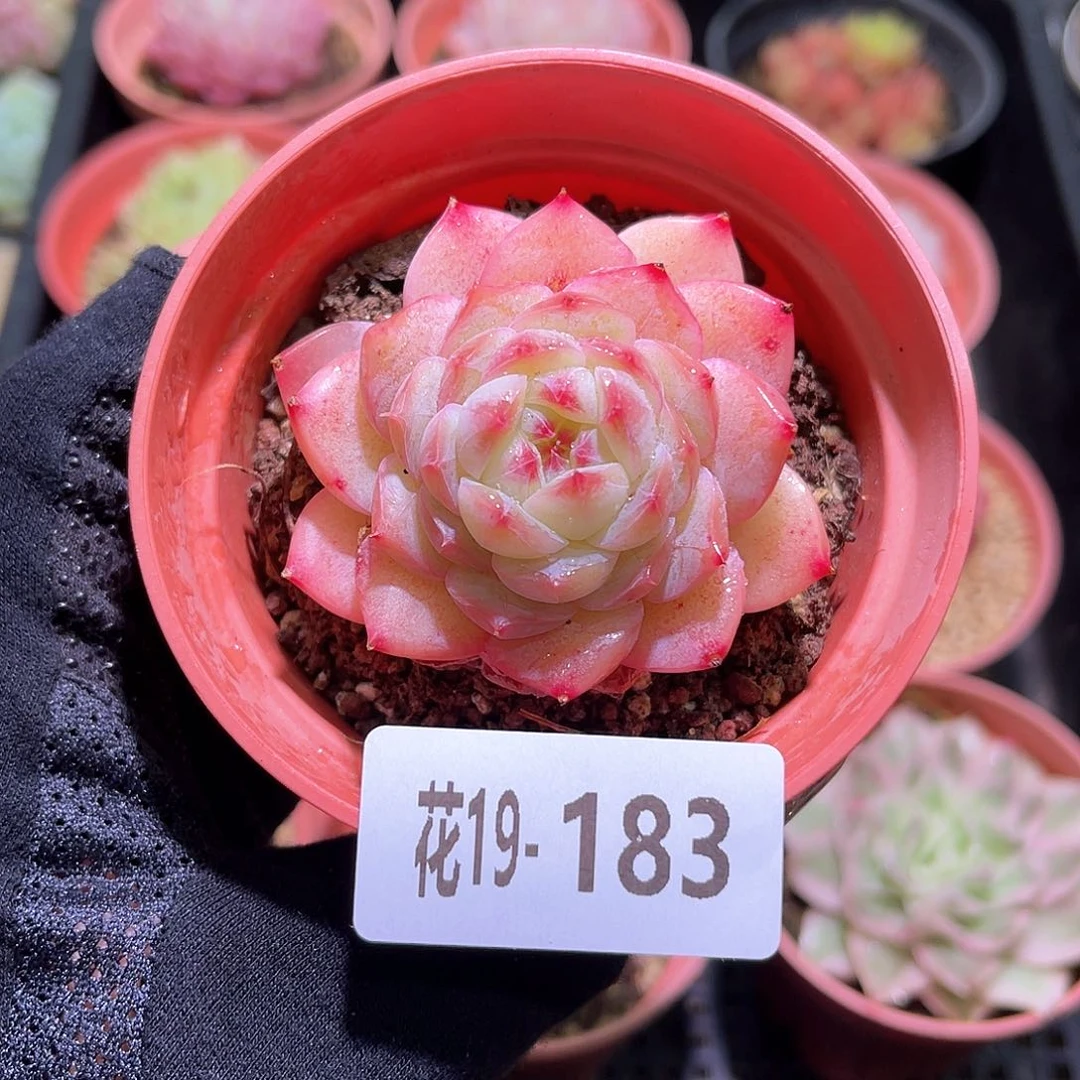 花利美19-183新品单头