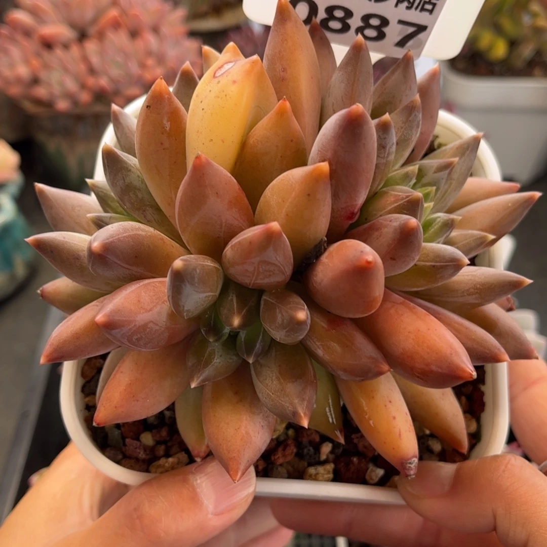 0887 天冷必拍保温箱