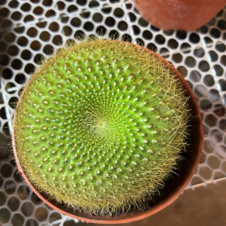 炎***夏吉祥如意等名家的书法