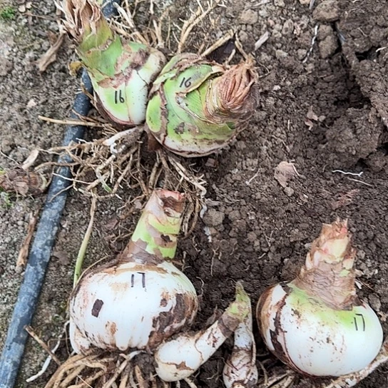 2021杂交盲盒17号 两颗都带侧不知花色 开花无售后