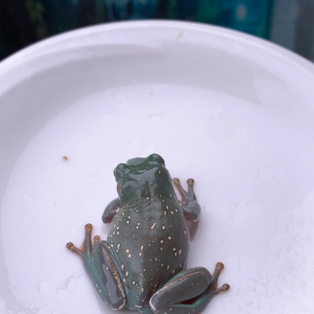 老爷树蛙16号精品超蓝暴雪大金腿
