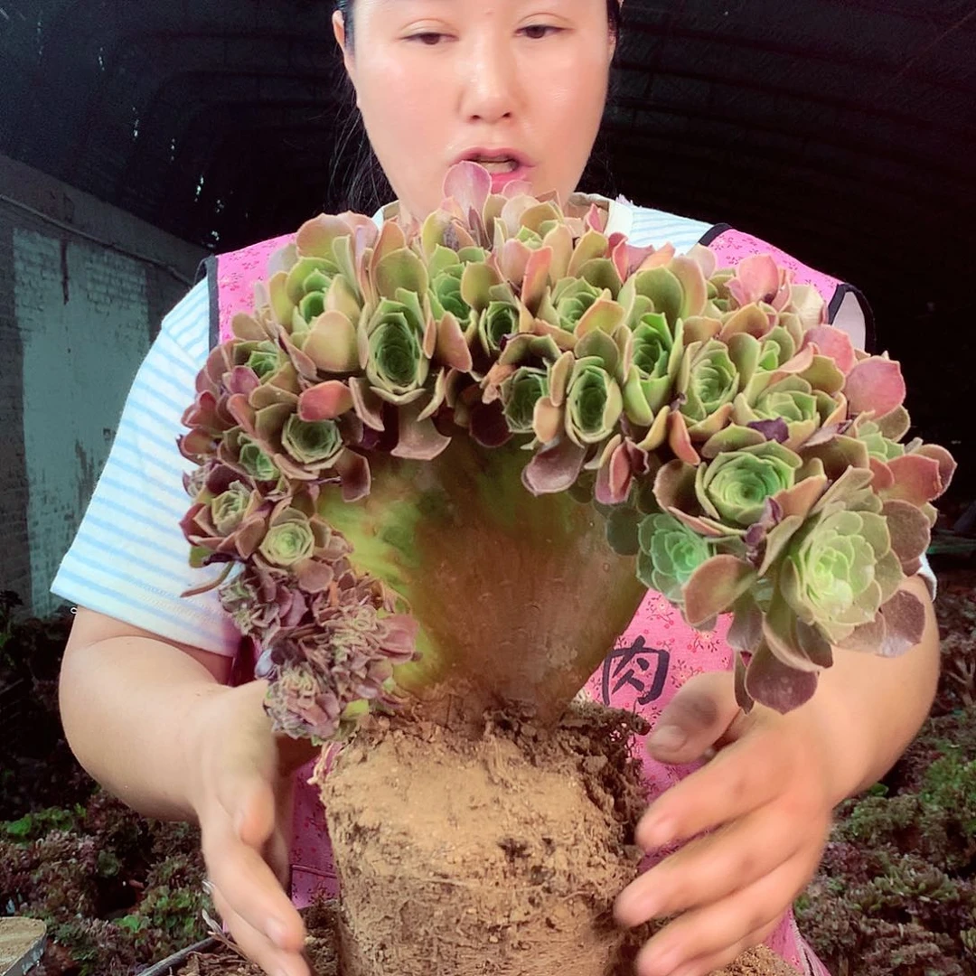 柒哥多肉法师不包侧断枝384