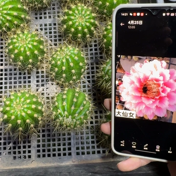 336毛大仙女歪5公分左右无根侧牙，20包邮