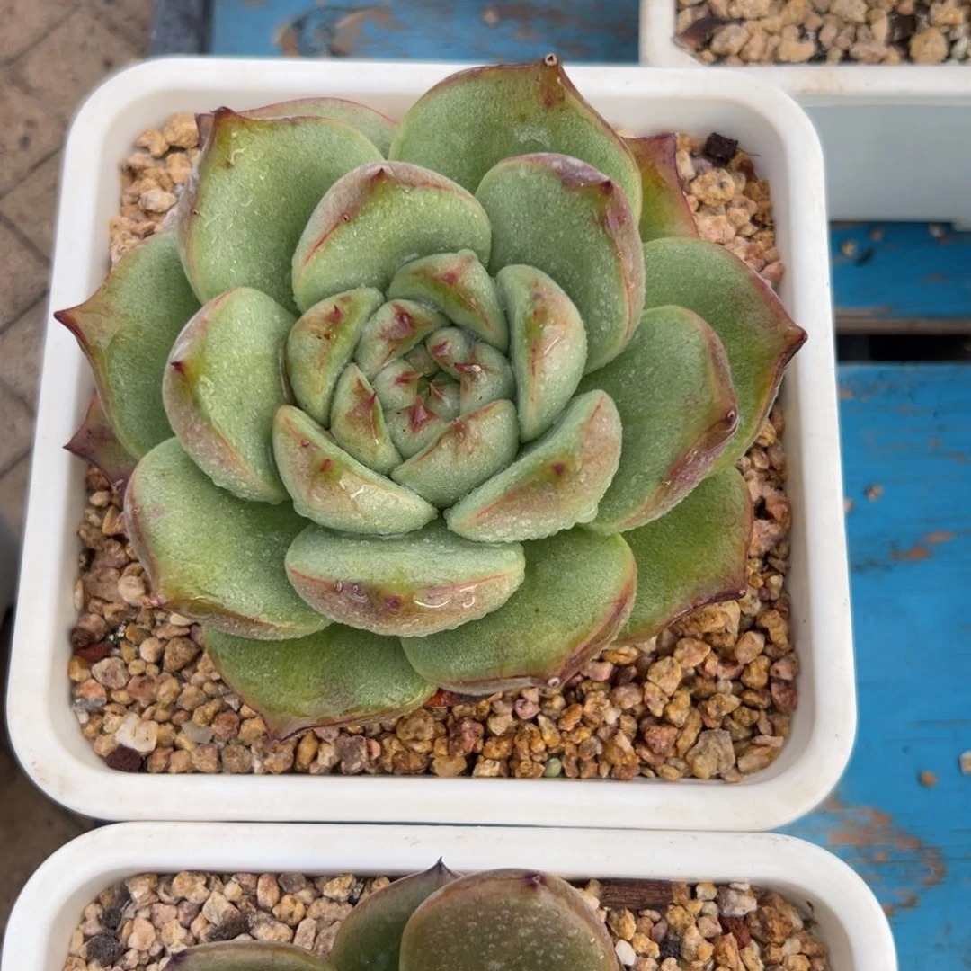 多肉植物一物一拍71