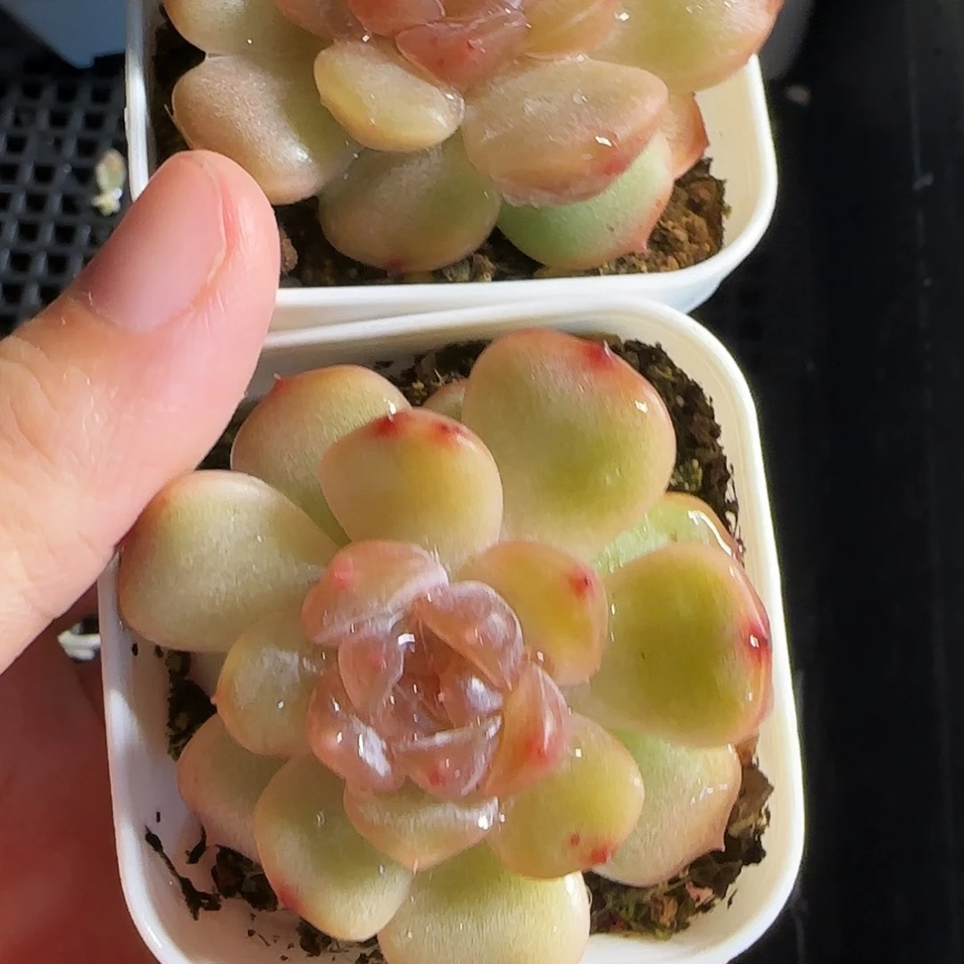 红恋盆一个满25包邮