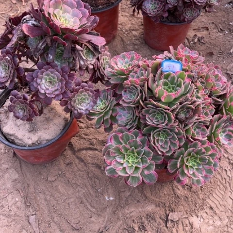 251多肉植物组合，