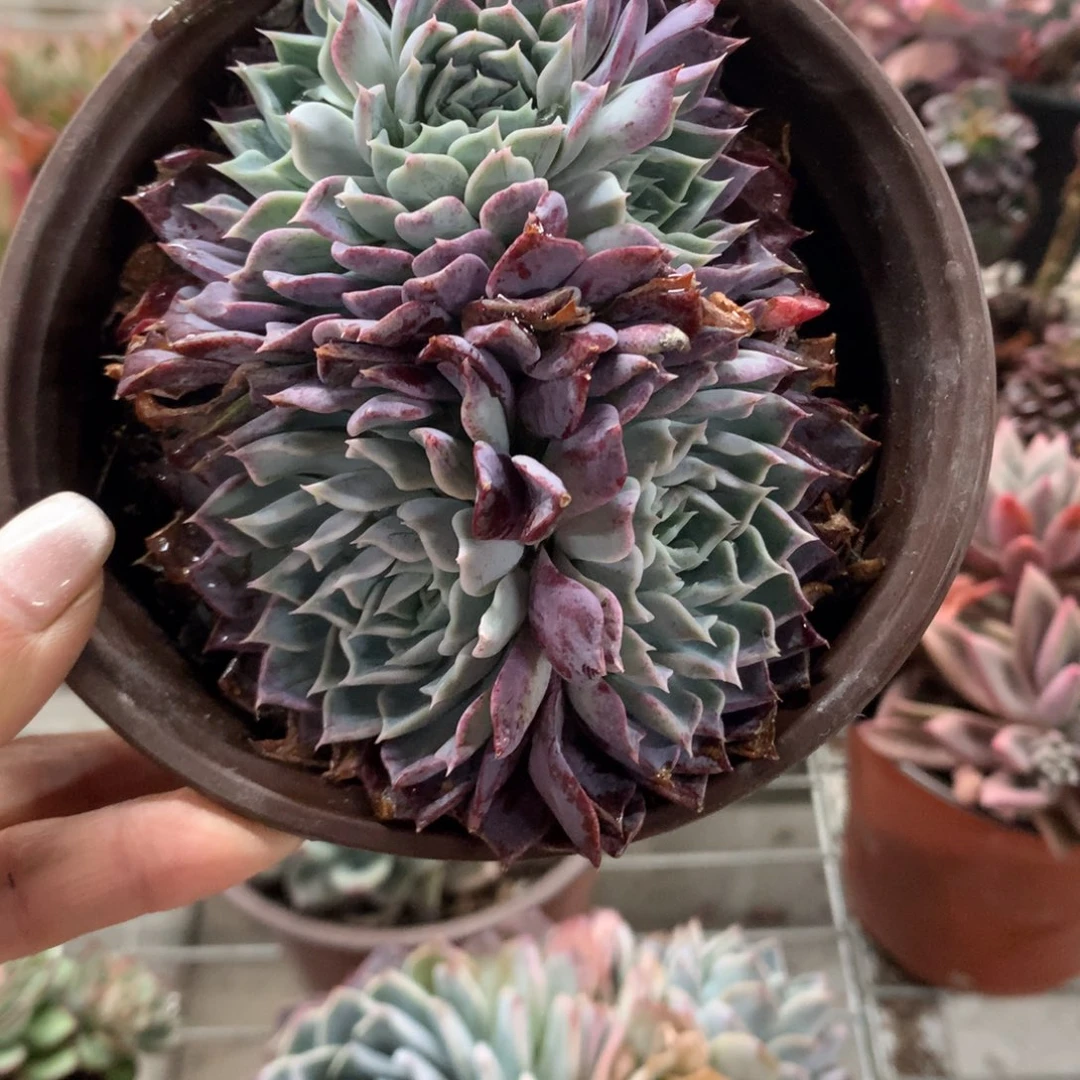 御**哥梦幻月影多肉植物