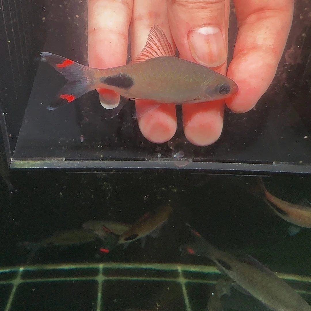 吉罗鱼红杂蓝公鱼7.5-8