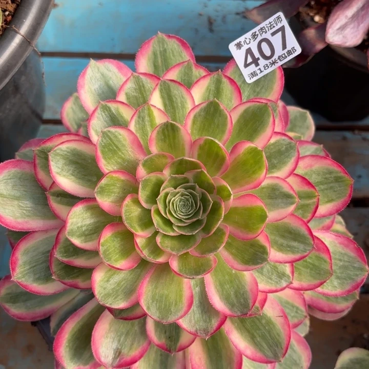 407孔雀翎捧花掌心多肉法师锦不包侧枝断枝