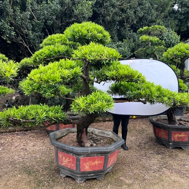 罗汉松室内庭院精品老桩造型高档罗汉松盆景罗汉松庭院树