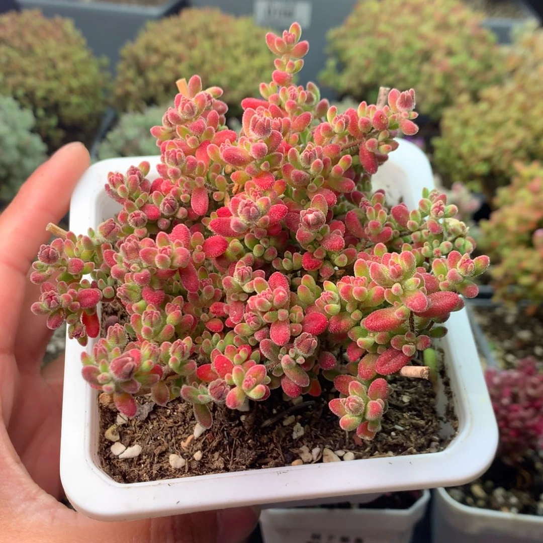 妮*兔625红宝石 。