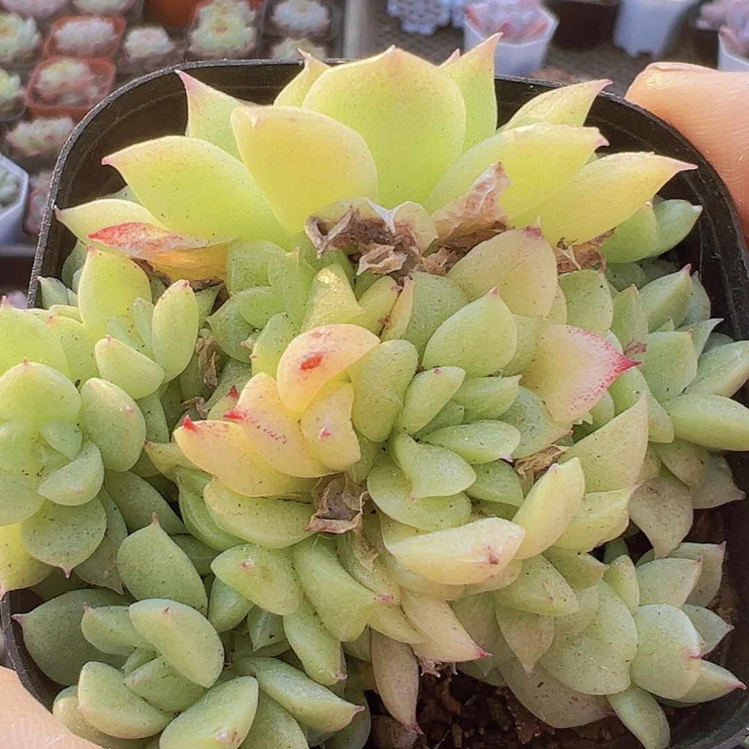 多头麦秆群19包邮多肉