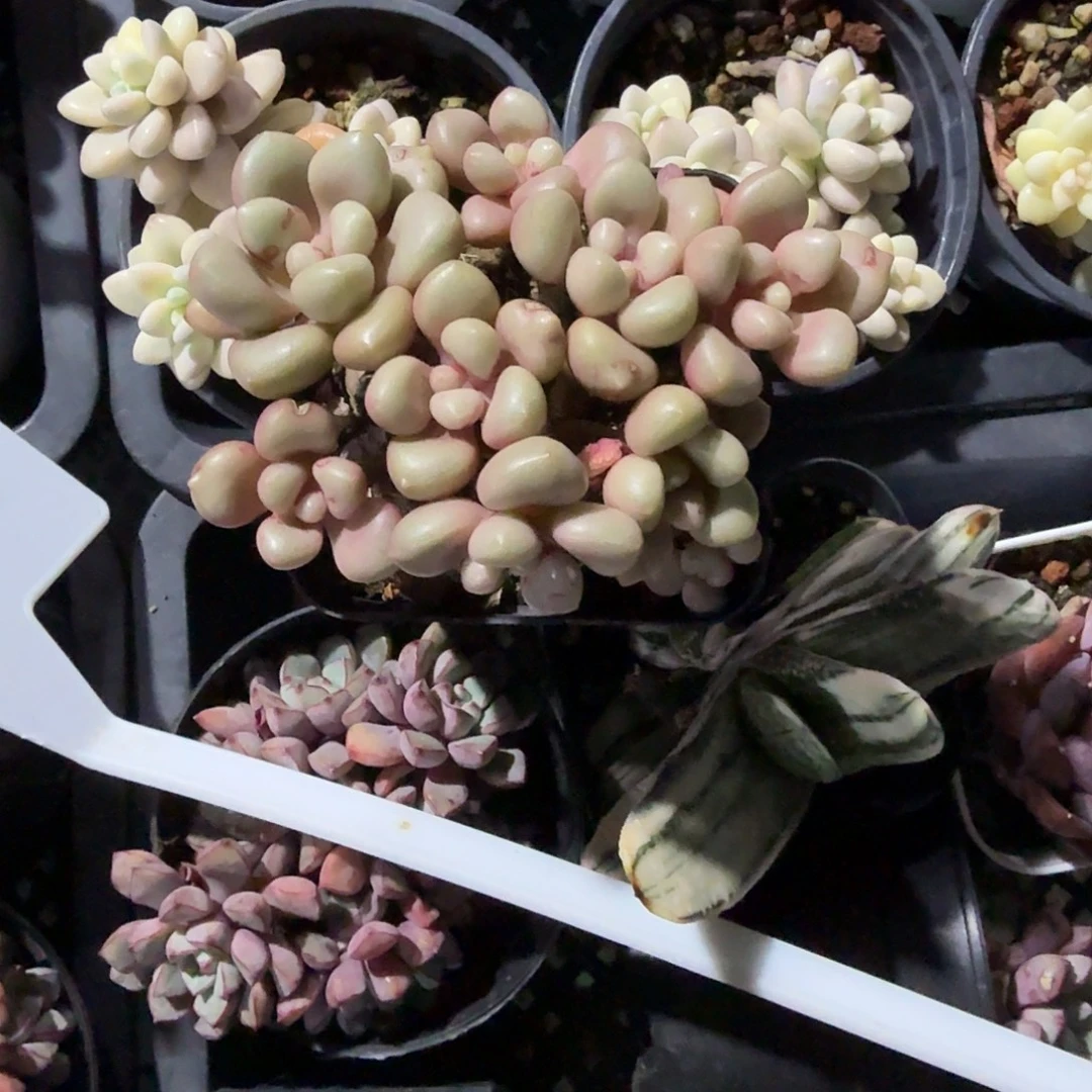 先锋派多肉植物精品