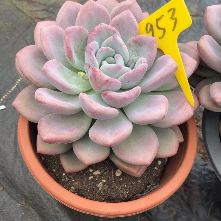 奥普多肉植物9 5 3