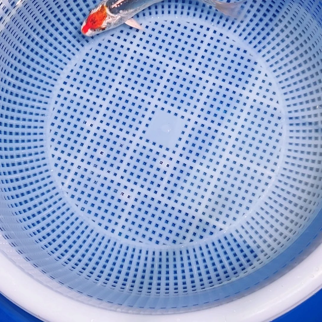 锦鲤锦鲤观赏鱼1111