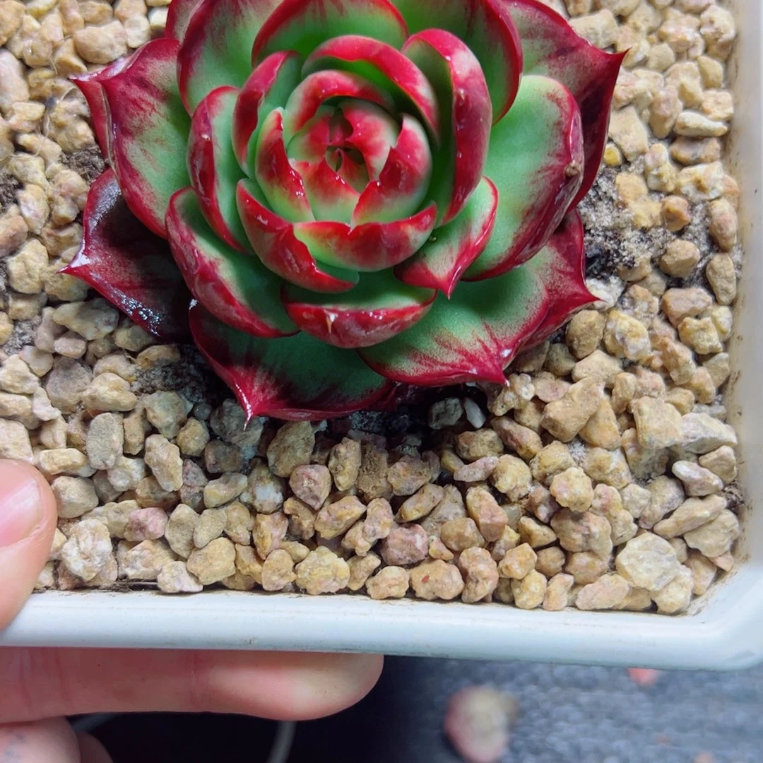 6681惊鸿仙子多肉植物