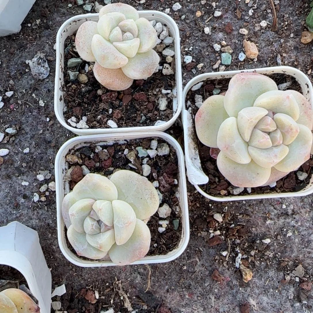 多肉小卡拉米糖心一物一拍