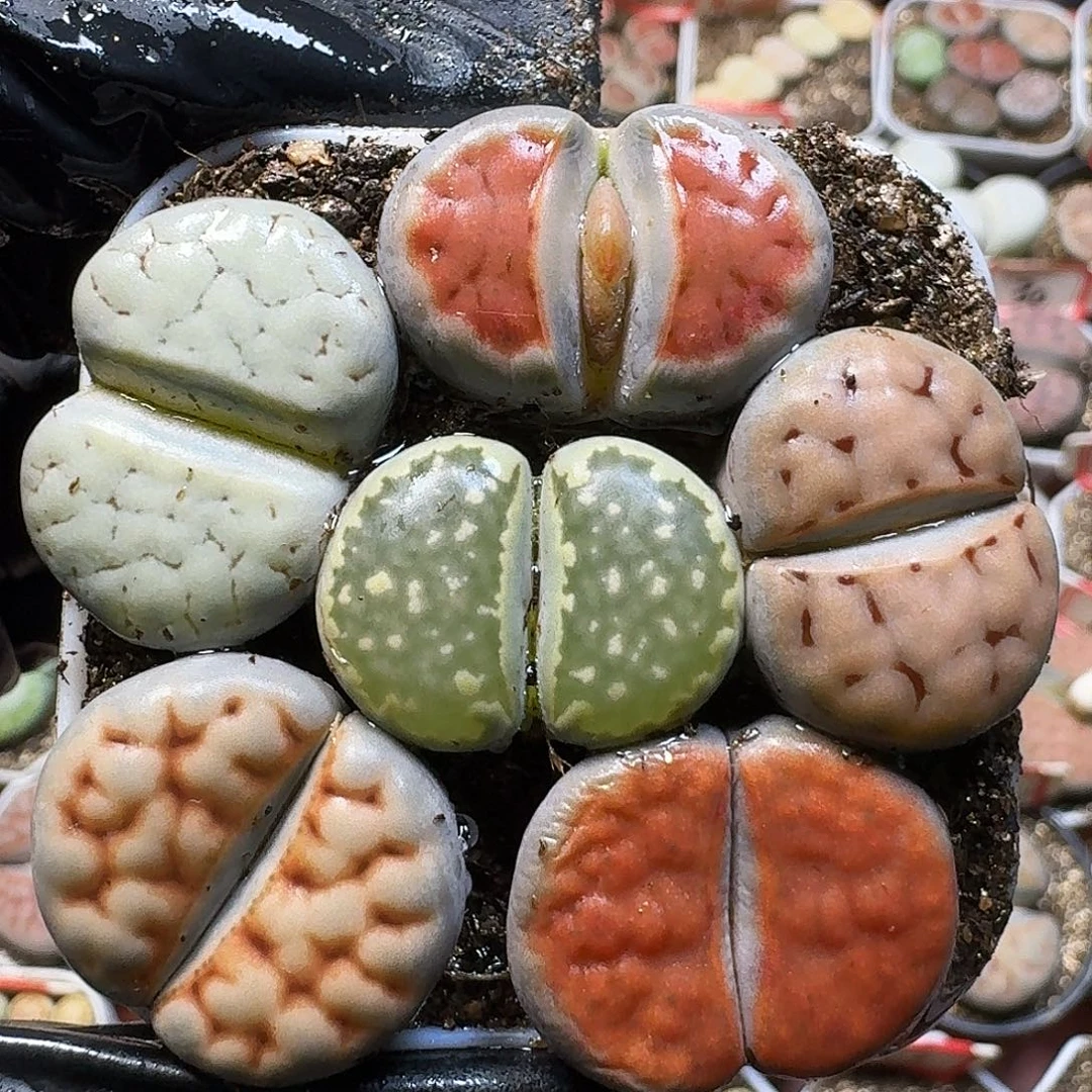 生石花1111122。 115