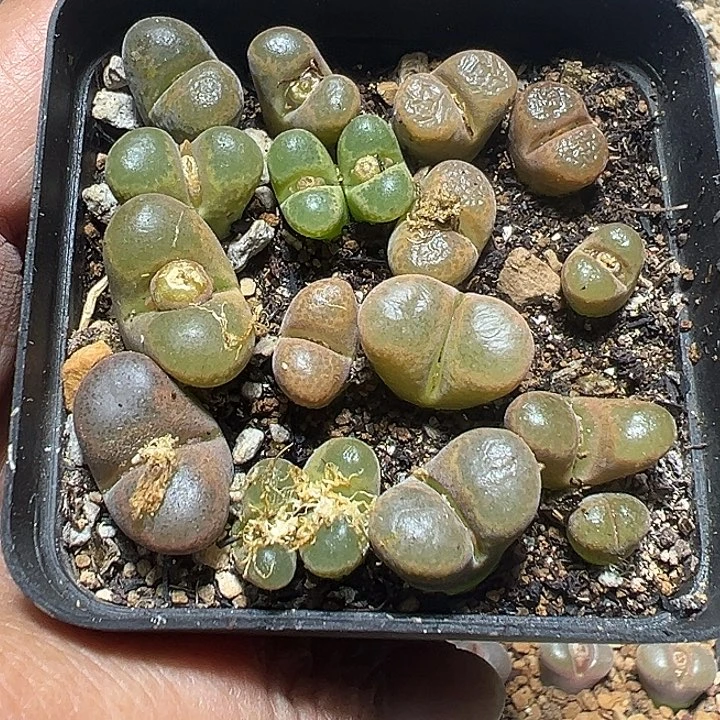 210号特价风铃一盒多肉植物