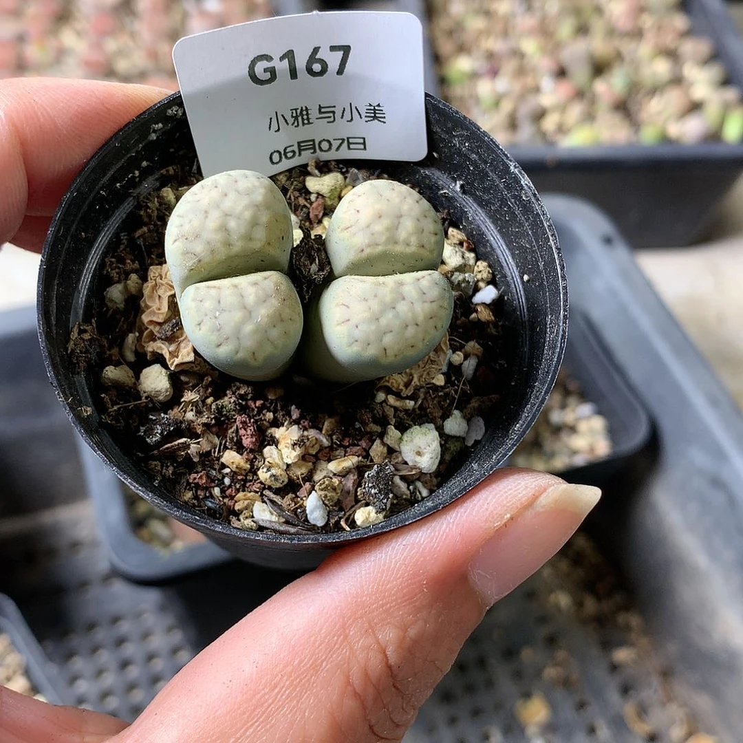 臭***G167多肉植物保护研究所