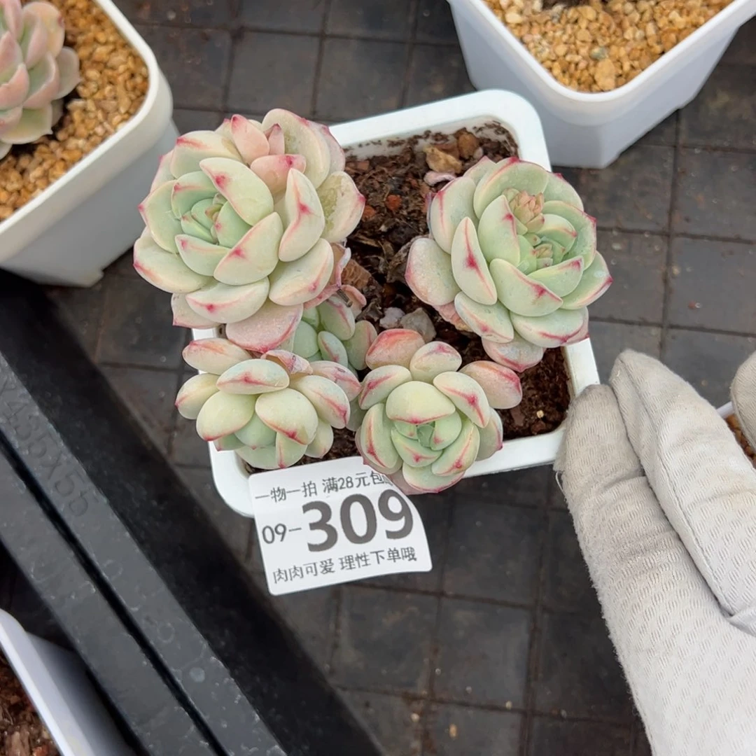 白底香草老桩多肉多肉多肉多肉