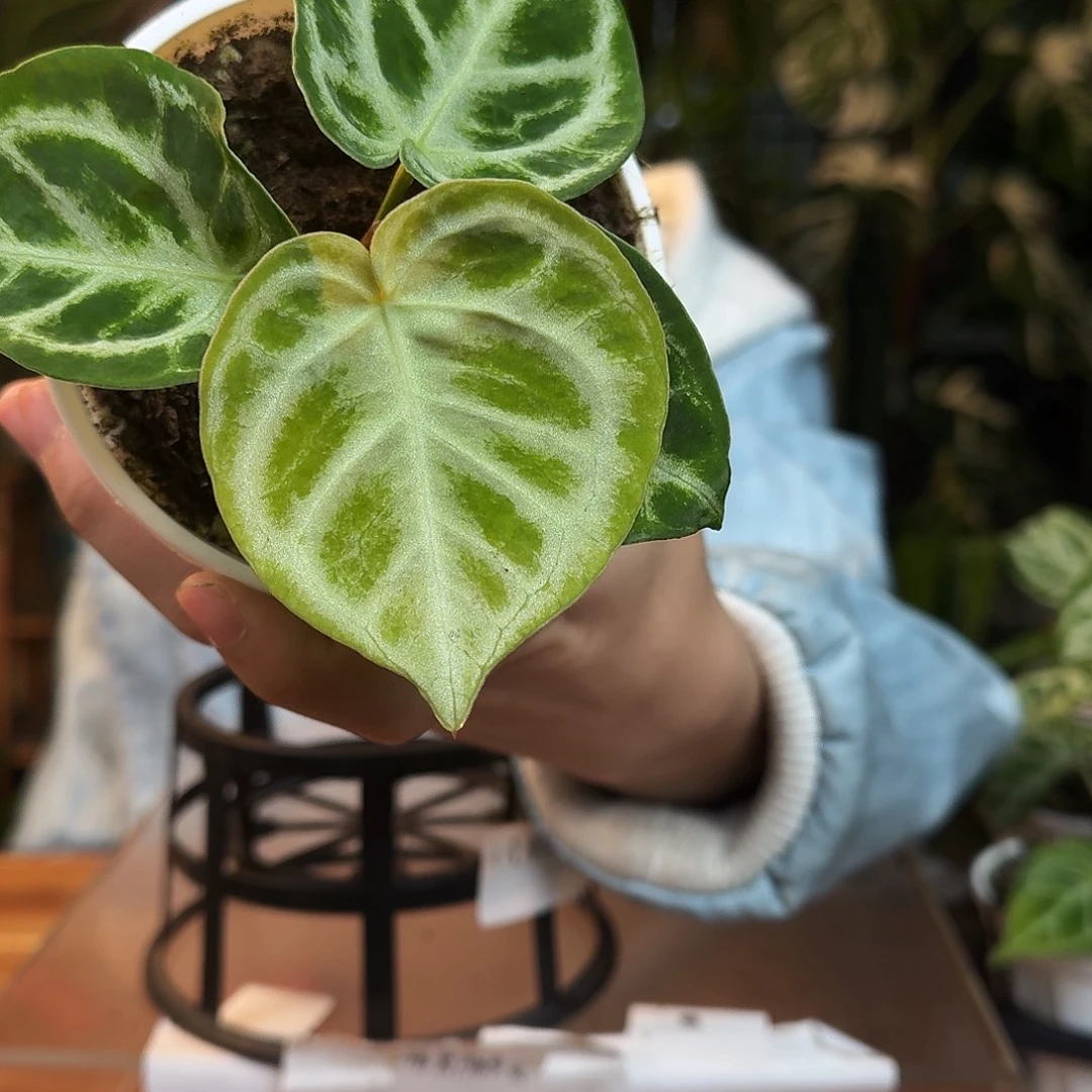 完全开放G120银色面纱杂铜锣烧