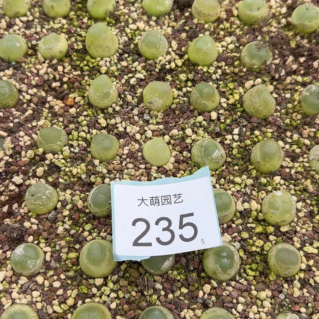 0000235量拍大拉登1颗尺寸1.3上下