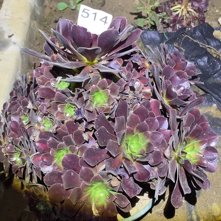 依*多肉植物法师514花呐