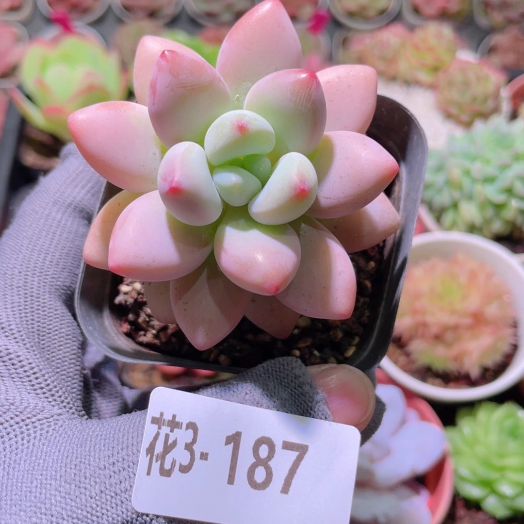 花利美 3-187洛神