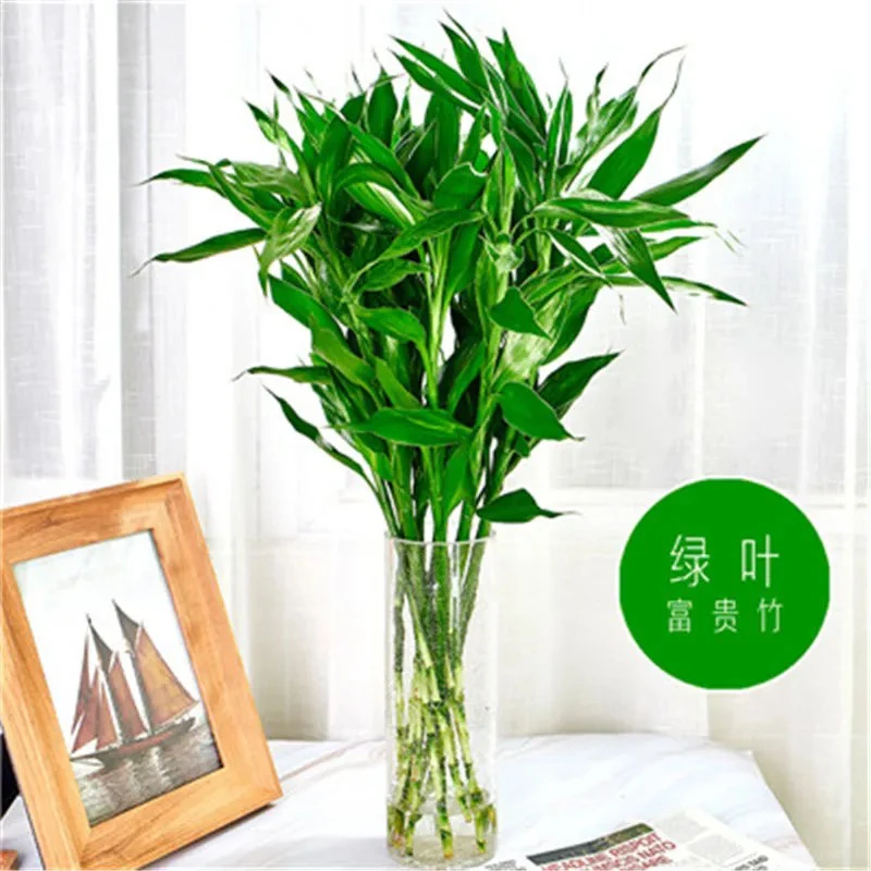 富贵竹水培植物好活易养省心室内客厅好养节节高绿植盆栽+营养液