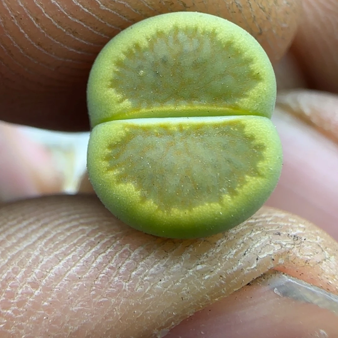 814 生石花大棚直播