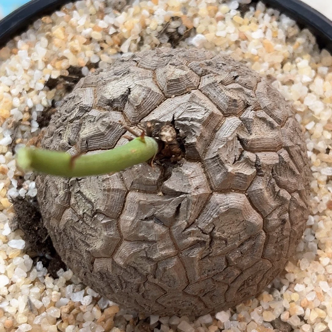 潮流植物 龟甲龙 9061