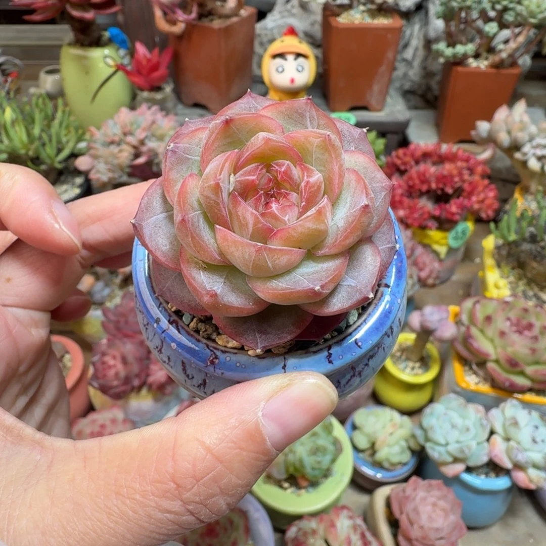 迷雾珍妮 多肉含盆土 一物一拍