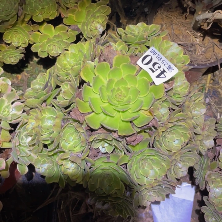 半夏多肉植物450多肉植物