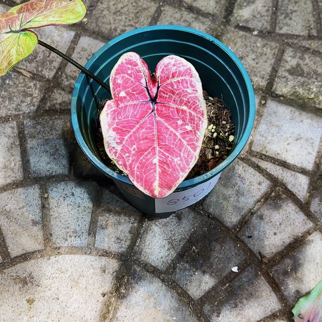 原***人完全开放8501泰彩