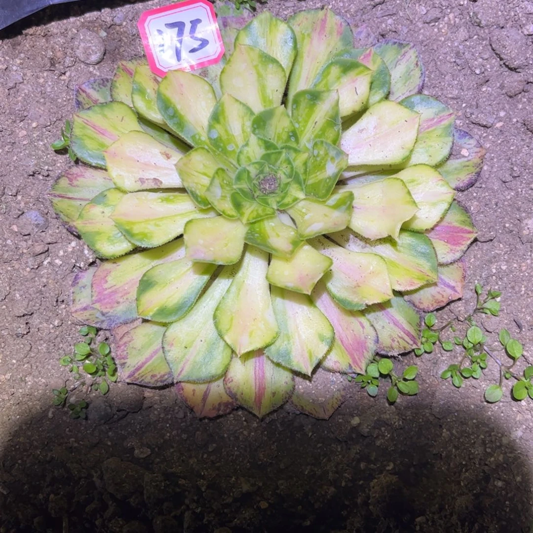 175多肉植物知否带一圈侧芽