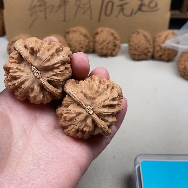 龙***海龙脊菩提吊坠289.289.289