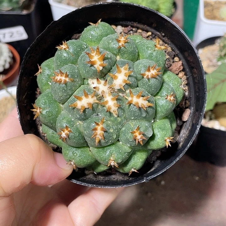 076大短豪刺象牙，