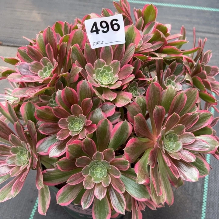 496浣纱30厘米左右