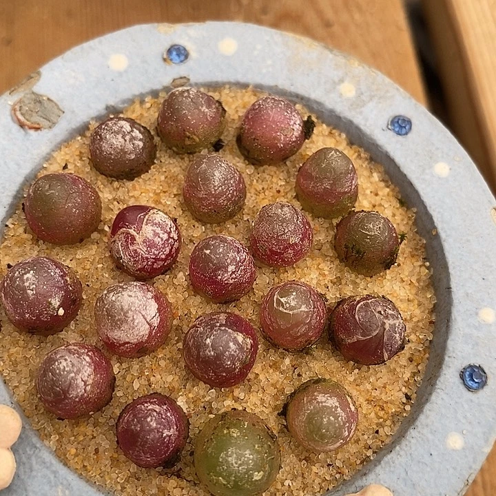 23520小红灯一盆