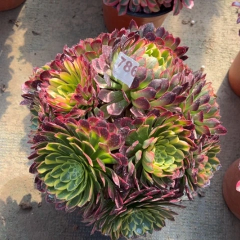 786朝霞朵朵多肉